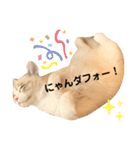 ラグドールくん（個別スタンプ：8）