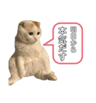 スコ先生part1（個別スタンプ：5）
