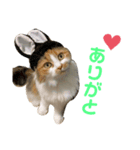 スコ先生part1（個別スタンプ：8）
