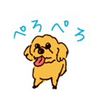 トイプードルのケキゴースタンプ（個別スタンプ：31）