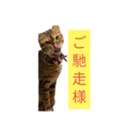 ベンガルレンジャーズJ.ver（個別スタンプ：1）