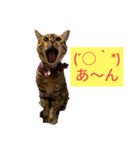 ベンガルレンジャーズJ.ver（個別スタンプ：2）
