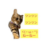 ベンガルレンジャーズJ.ver（個別スタンプ：3）