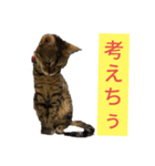 ベンガルレンジャーズJ.ver（個別スタンプ：4）