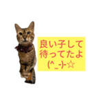 ベンガルレンジャーズJ.ver（個別スタンプ：7）