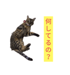 ベンガルレンジャーズJ.ver（個別スタンプ：8）
