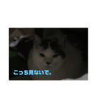 うちのねこちゃんさん（個別スタンプ：2）