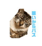 うちのねこちゃんさん（個別スタンプ：5）