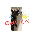 クマ子のスタンプ（個別スタンプ：4）