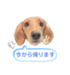 ちゃぴこみんぐのスタンプ（個別スタンプ：3）