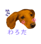 ちゃぴこみんぐのスタンプ（個別スタンプ：7）