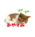 スコティッシュフォールド こまめワールド（個別スタンプ：1）