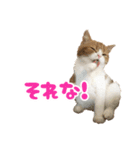 スコティッシュフォールド こまめワールド（個別スタンプ：2）
