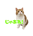 スコティッシュフォールド こまめワールド（個別スタンプ：3）