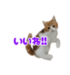 スコティッシュフォールド こまめワールド（個別スタンプ：4）