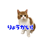 スコティッシュフォールド こまめワールド（個別スタンプ：6）