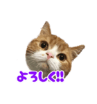 スコティッシュフォールド こまめワールド（個別スタンプ：7）