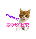 スコティッシュフォールド こまめワールド（個別スタンプ：8）