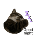 ぽたぽたぽたっぺ^._.^猫（個別スタンプ：2）