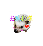 ハリネズミ はりねずみ 可愛い 挨拶 日常（個別スタンプ：1）