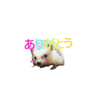 ハリネズミ はりねずみ 可愛い 挨拶 日常（個別スタンプ：2）
