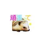 ハリネズミ はりねずみ 可愛い 挨拶 日常（個別スタンプ：3）