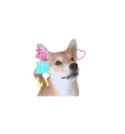 柴犬 しばけん 日常 基本 挨拶 毎日使える（個別スタンプ：1）