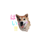 柴犬 しばけん 日常 基本 挨拶 毎日使える（個別スタンプ：2）