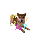 柴犬 しばけん 日常 基本 挨拶 毎日使える（個別スタンプ：3）