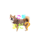 柴犬 しばけん 日常 基本 挨拶 毎日使える（個別スタンプ：5）