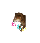 柴犬 しばけん 日常 基本 挨拶 毎日使える（個別スタンプ：6）