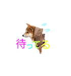 柴犬 しばけん 日常 基本 挨拶 毎日使える（個別スタンプ：8）