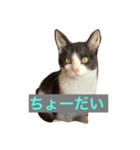 マメ fuka（個別スタンプ：1）