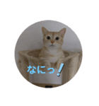 coco,vol.1（個別スタンプ：1）