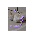coco,vol.1（個別スタンプ：2）