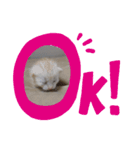 coco,vol.1（個別スタンプ：3）