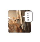 coco,vol.1（個別スタンプ：5）