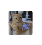 coco,vol.1（個別スタンプ：8）