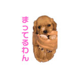 ロールちゃん1（個別スタンプ：1）