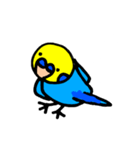 インコでごさる（個別スタンプ：13）