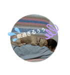 Pペット（個別スタンプ：2）