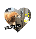 Pペット（個別スタンプ：3）