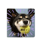 Pペット（個別スタンプ：4）