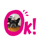 Pペット（個別スタンプ：5）
