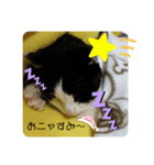 Pペット（個別スタンプ：6）