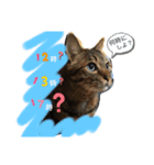 Pペット（個別スタンプ：7）
