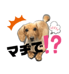 Pペット（個別スタンプ：8）