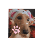 やまおの愛犬キャンディちゃん（個別スタンプ：1）