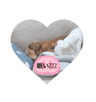 やまおの愛犬キャンディちゃん（個別スタンプ：2）