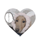 やまおの愛犬キャンディちゃん（個別スタンプ：3）
